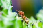 Wasp On Cactus Stock Photo