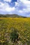 Hill Of Yellow Marigold Flowers Stock Photo