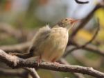 Common Tailor Bird Stock Photo