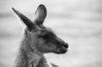 Kangaroo Outside During The Day Stock Photo