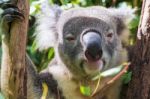 Koala By Itself In A Tree Stock Photo