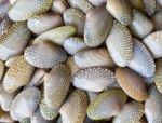 Raw Carpet Clam Stock Photo