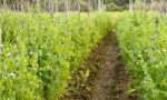 Garden Pea Stock Photo