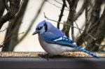 Blue Jay Stock Photo