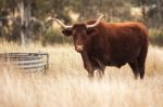 Longhorn Cow In The Paddock Stock Photo