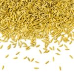 Top View Of Paddy Rice And Rice Seed On The White Background For Isolated Stock Photo