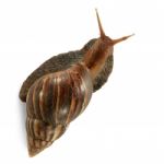 Snail Isolated On White Stock Photo