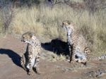 Cheetah In Namibia Stock Photo