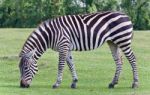 Isolated Picture With A Zebra Eating The Grass Stock Photo