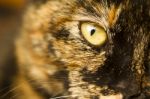 Detail Of Cat's Eye Stock Photo