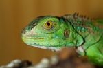 Iguana Head Stock Photo