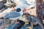 Swallow Tailed Gull And Iguana On  Galapagos Islands Stock Photo