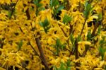 Forsythia Stock Photo