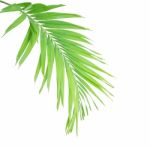 Green Palm Leaf Isolated On White Background Stock Photo