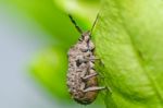 Brown Beetle In Green Nature Stock Photo