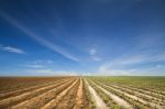 Agriculture Field Stock Photo