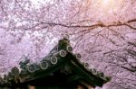 Cherry Blossom With Traditional Japanese Roof. Cherry Blossom In Spring, Japan Stock Photo