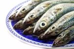 Atlantic Mackerel Stock Photo