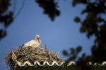 White Stork On A Nest Stock Photo