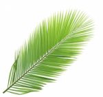 Coconut Leaf Isolated On White Background Stock Photo