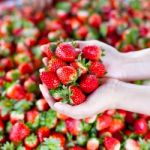 Fresh Strawberry Stock Photo