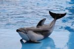 A Dolphin Lying On A Wet Blue Floor By The Pool Background Is Water Wave. Selective Focus Stock Photo