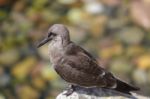 Female Inca Tern (larosterna Inca) Stock Photo