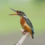 Common Kingfisher Stock Photo