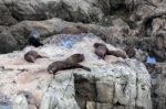 New Zealand Fur Seal (arctocephalus Forsteri) Stock Photo