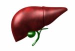 Human Liver Stock Photo