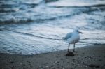 Seagull On The Beach Stock Photo