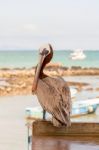 Brown Pelican In The Galapagos Stock Photo