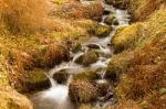 Waterfall And Snowdrops At  Dawyck Botanic Garden Scotland Stock Photo