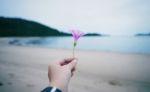 Ipomoea Pes-caprae Flowers Stock Photo