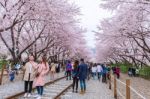 Jinhae,korea - April 4 : Jinhae Gunhangje Festival Is The Largest Cherry Blossom Festival In Korea.tourists Taking Photos Of The Beautiful Scenery Around Jinhae,korea On April 4,2015 Stock Photo