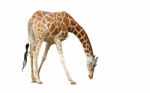 Giraffe Stock Photo