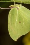 Gonepteryx Cleopatra  Butterfly Insect Stock Photo