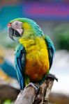 Harlequin Macaw Stock Photo