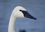 Beautiful Background With The Trumpeter Swans Stock Photo