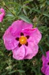 Cistus Purpureus Stock Photo