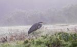 Grey Heron (ardea Cinerea) Stock Photo