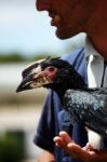 Silvery-cheeked Hornbill Bird Stock Photo