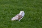 Barn Owl (tyto Alba) Stock Photo