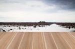 Perspective Wooden Background With Lotus Lake Stock Photo