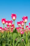 Colorful Tulips, Tulips In Spring Stock Photo