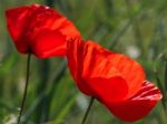 Poppies Flowering In Ronda Spain Stock Photo