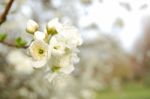 Blossom Tree Stock Photo