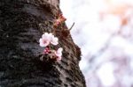 Cherry Blossom Or Sakura In Spring Stock Photo