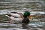 Mallard Duck Stock Photo