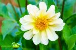 White Delphinium Flower In Garden Stock Photo